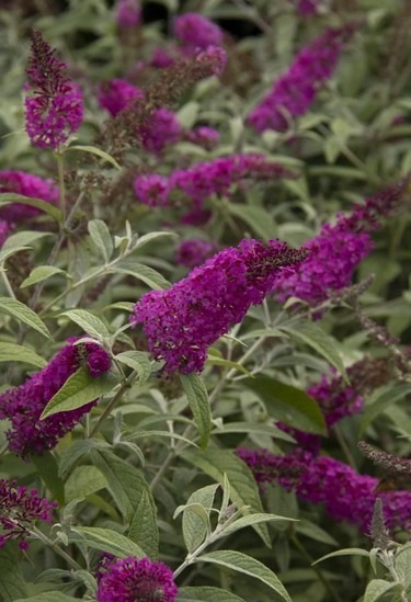 Miss Ruby Butterfly Bush from Monrovia by Doreen Wynja