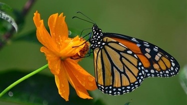 Monarch Butterfly on Coreopsis from Cincinnati.com