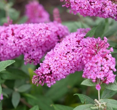 Pugster Dwarf Butterfly Bush from ProvenWinner.com