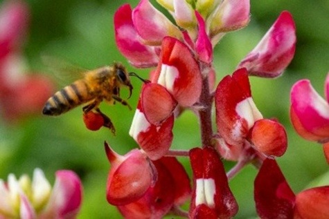 Bee on Bluebonnet