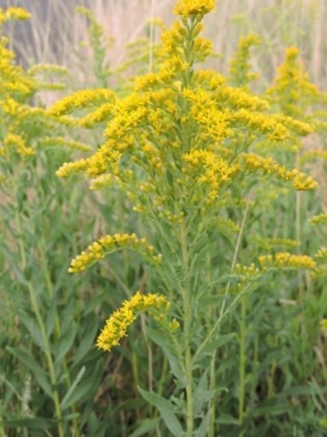Goldenrod