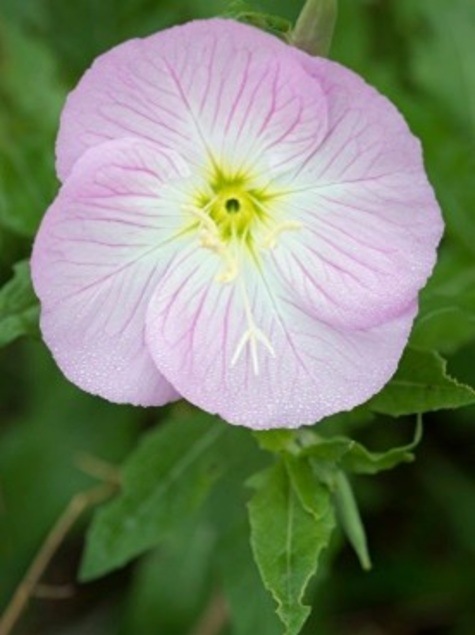 Pink Evening Primrose