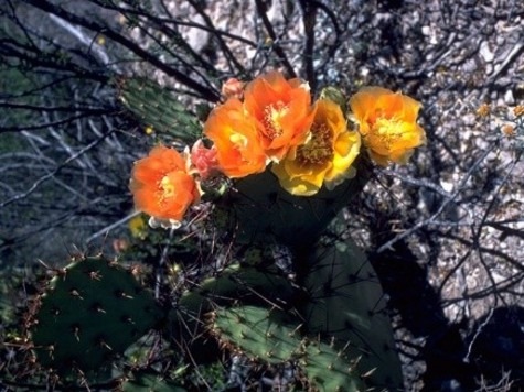Prickly Pear