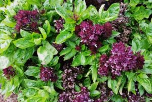 Balsamic Blooms basil from Texas A&M Horticulture