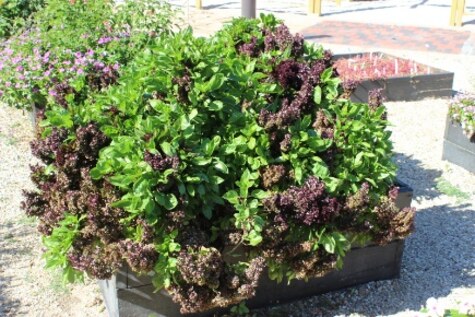 Balsamic Blooms Basil a Texas SuperstarR since 2017 from TxAgriLife by Dr. Brent Pemberton