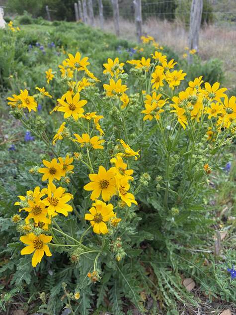 Engelmann's Daisy, Engelmannia peristenia by CMG Ronnie K