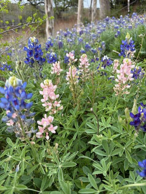 Pink Bluebonnets, Lupinus texensis, a color sport from CMG Ronnie K