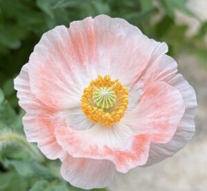 Pink Poppy Volunteer from CMG Ronnie K