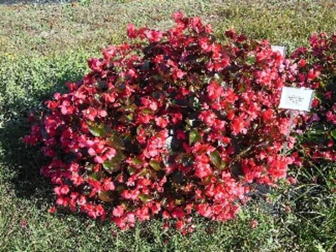 Whopper® Series Wax Begonia, Pink from Texas A&M Agrilife