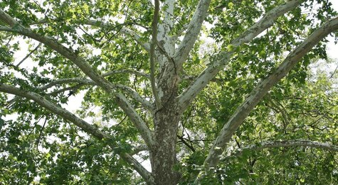 American Sycamore from Pixabay by James DeMers