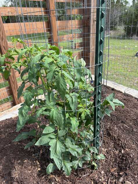 Caged Tomato from CMG Ronnie K