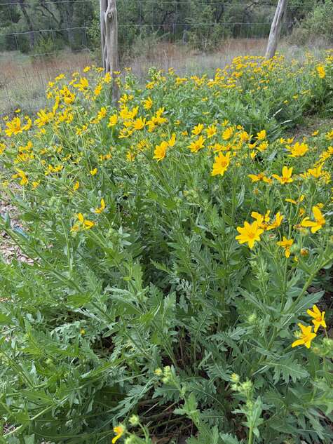 Engelmann's Daisy, a Texas Wildflower from CMG Ronnie K