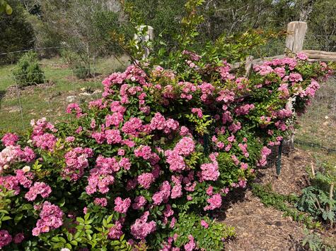 Peggy Martin Rose from CMG Ronnie K