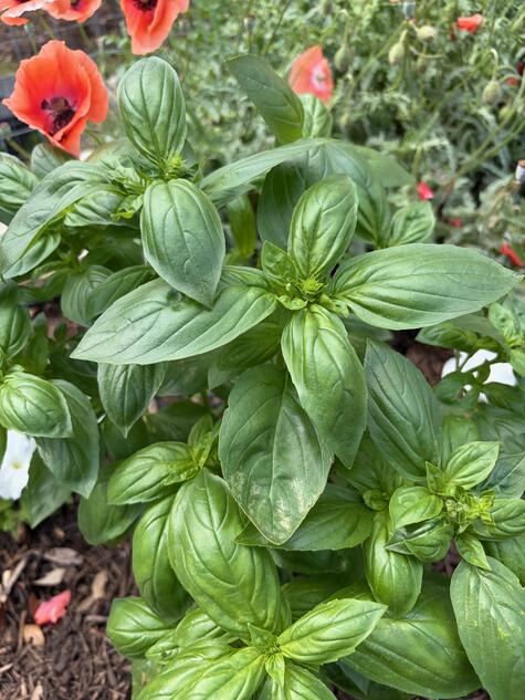 Sweet Basil from CMG Ronnie K