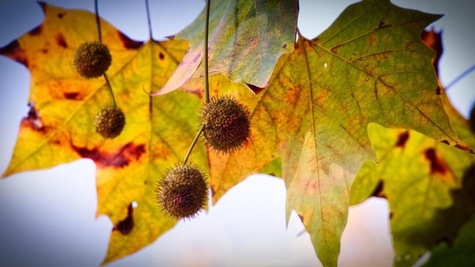 Sycamore Seed Heads from Pixabay