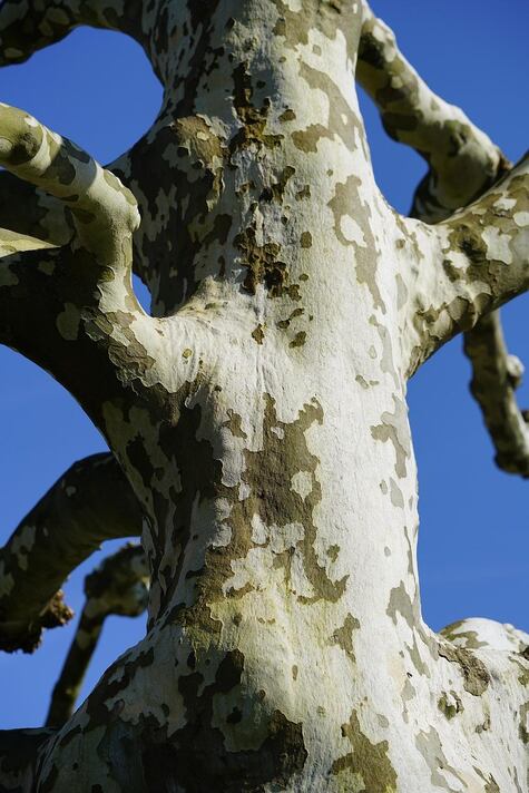 Sycamore from Pixabay by Hans