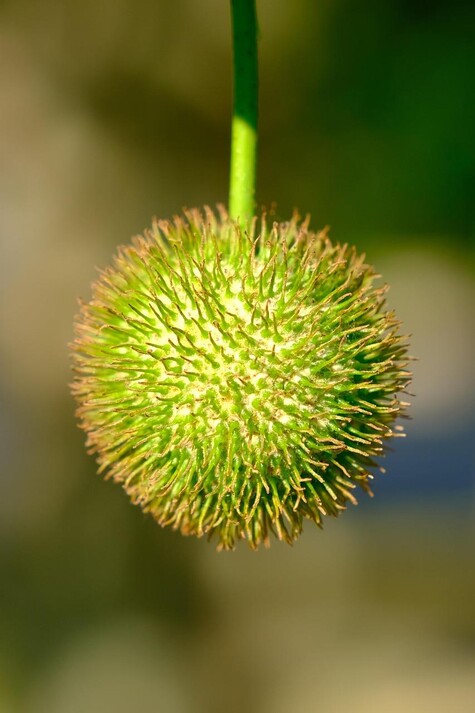 Sycamore seed ball from Pixabay by NIL-Foto