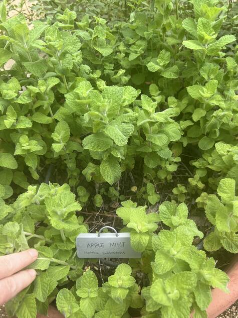 Apple Mint by CMG Mellissa Z