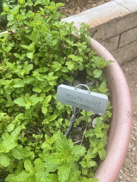 Mojto Mint in a Pot by CMG Mellissa Z