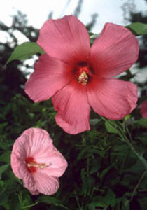 Moy Grande, perennial hibiscus from Texas A&M Superstar