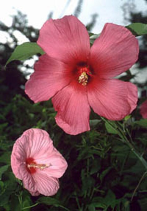 Moy Grande, perennial hibiscus from Texas A&M Superstar