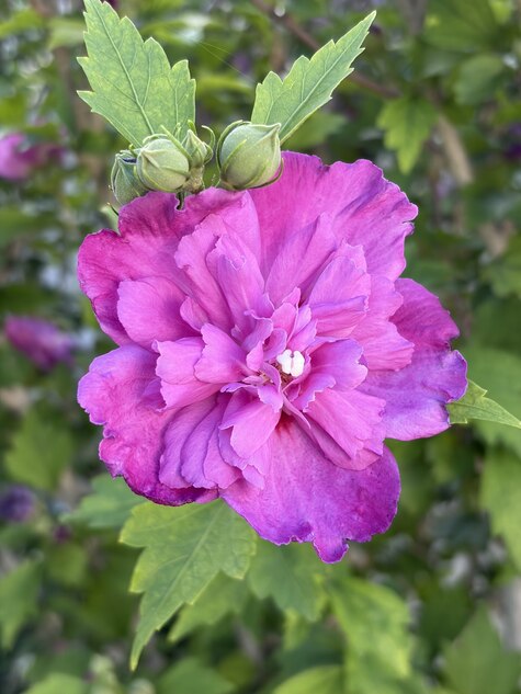 Raspberry Smoothie Rose of Sharon from CMG Ronnie K