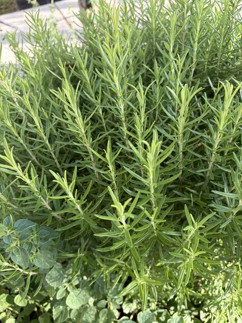 Rosemary, fully recovered from late winter pruning from CMG Ronnie K