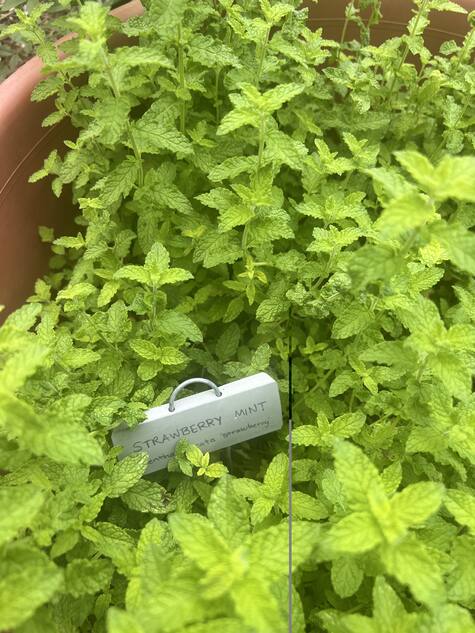 Strawberry Mint in a Pot by CMG Mellissa Z