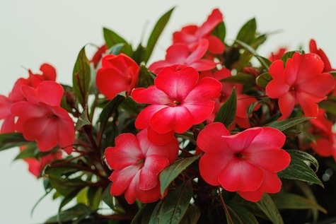 Sun Impatiens from Pixaby.com