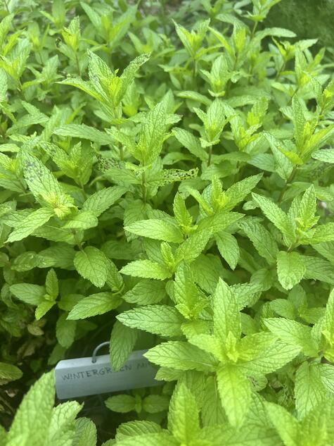 Wintergreen Mint by CMG Mellissa Z