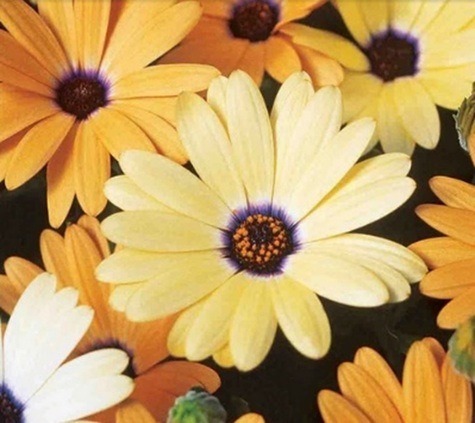 African Daisy, Osteospermum 'MIxed Colors' from Texas A&M Agrilife