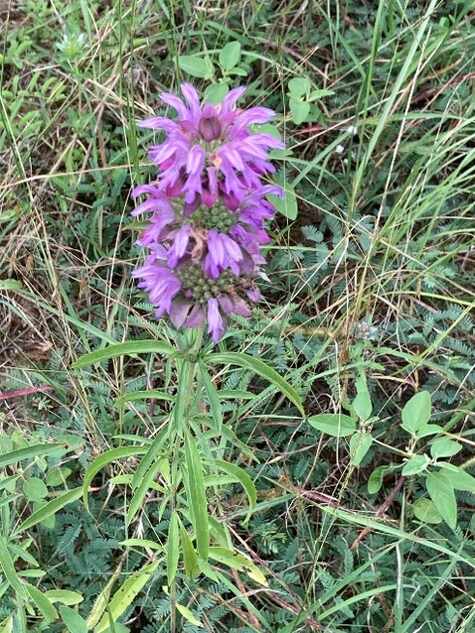 Horsemint by CMG Betty J