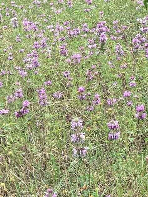 Horsemint drift by CMG Betty J