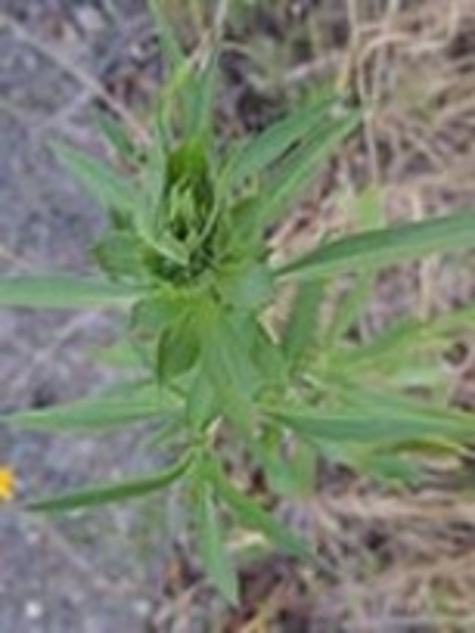 Horsemint leaves by CMG Betty J