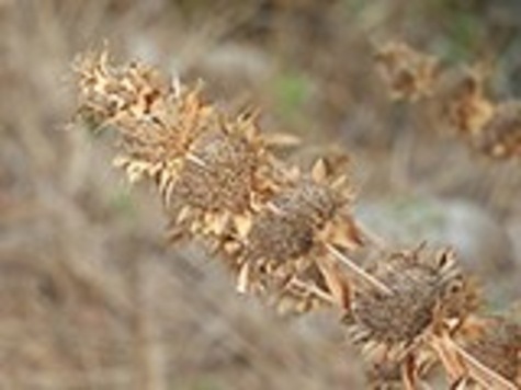 Horsemint seed pods by CMG Betty J