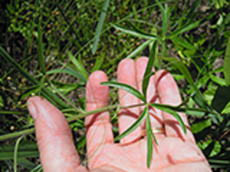 Prairie Larkspur Leaf