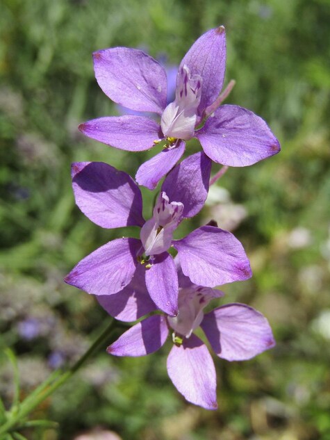 Prairie Larkspur from Pixabay by s-ms_1989