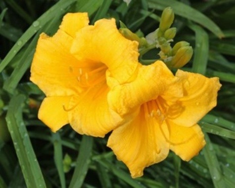 Stella de Oro from Pixabay.com