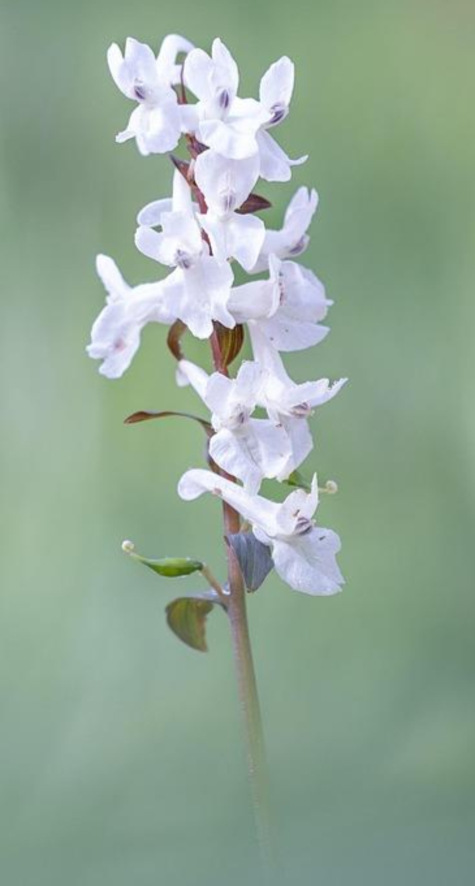 White Prairie Larkspur from Pixabay by bild_mike