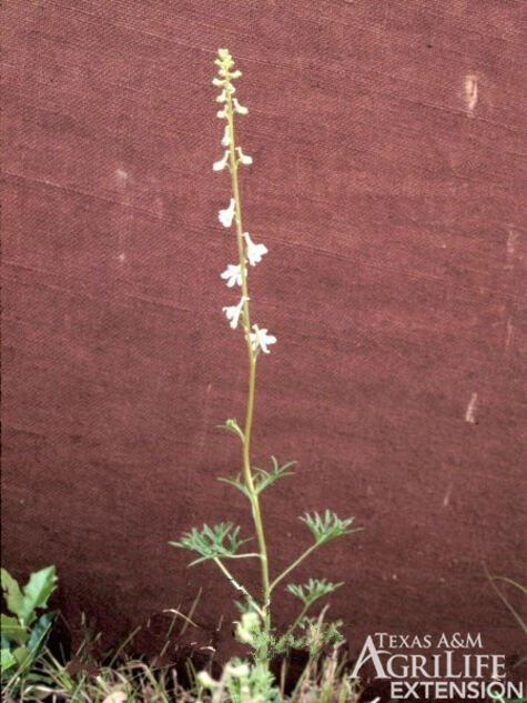 White Prairie Larkspur from Texas A&M Agrilife Extension