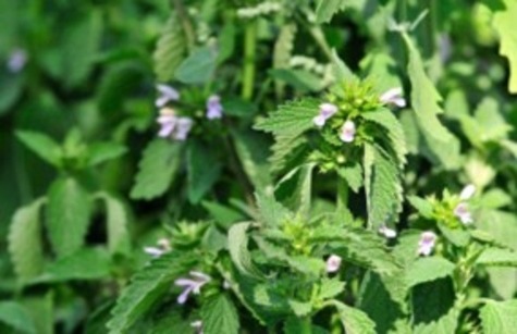 Lemon Balm Blooming from Pixabay.com