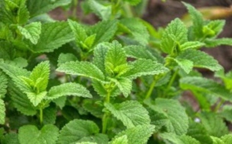 Lemon Balm from Pixabay.com