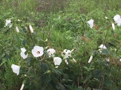 Marsh Mallows, Hibiscus moscheutos from CMG Adrienne