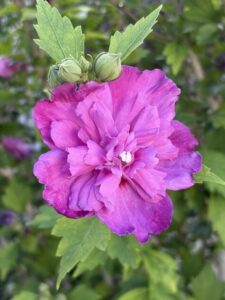 Raspberry Smoothie Rose of Sharon from CMG Ronnie K