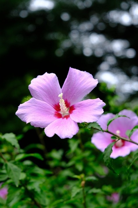 Rose of Sharon from Pixabay by CSKKK