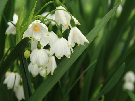 Snowdrops from Pixabay by Gini George