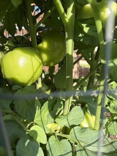 Tycoon Tomatoes from CMG Ronnie K