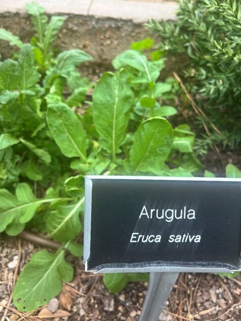 Augula, Eruca sativa, by CMG Mellissa Z