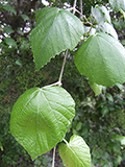 Mustang Grape Leaf from Wildflower.org