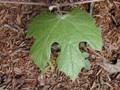 Mustang Grape Leaves from Wildflower.org